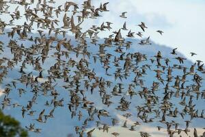 pássaros marinhos reunindo-se dentro Novo zelândia foto