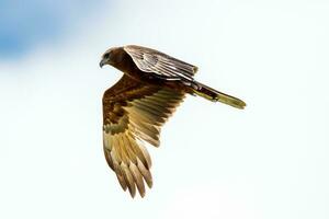 australasiano harrier dentro Novo zelândia foto