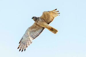 australasiano harrier dentro Novo zelândia foto