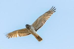 australasiano harrier dentro Novo zelândia foto