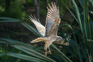 australasiano harrier dentro Novo zelândia foto