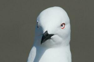 bico preto gaivota endêmico para Novo zelândia foto