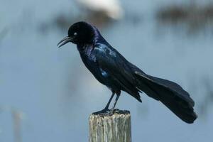 barco atado grackle foto