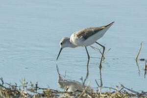 comum greenshank dentro australasia foto