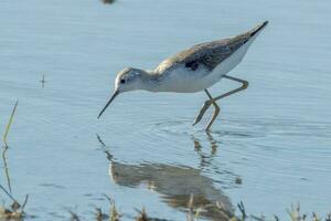 comum greenshank dentro australasia foto