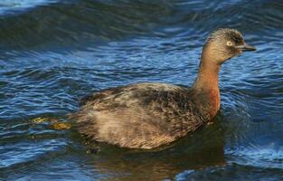 dabchick Novo zelândia mergulhão foto