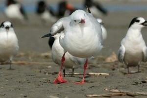 gaivota de bico vermelho na nova zelândia foto