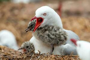 gaivota de bico vermelho na nova zelândia foto