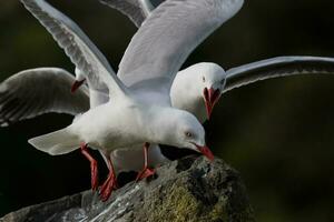 gaivota de bico vermelho na nova zelândia foto