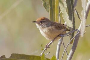 spinifexbird dentro Austrália foto