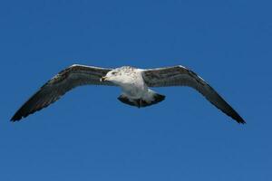 sulista Preto Apoiado gaivota foto