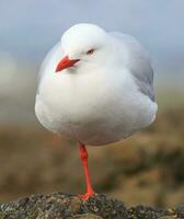 vermelho faturado gaivota dentro Novo zelândia foto