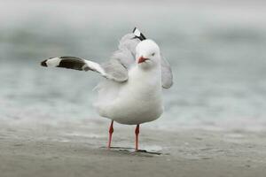 vermelho faturado gaivota dentro Novo zelândia foto