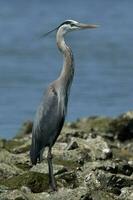 Garça-real de grande azul foto