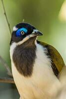 azul enfrentou honeyeater foto