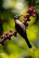 obscuro honeyeater dentro Austrália foto