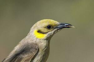 cinzento frontal honeyeater foto