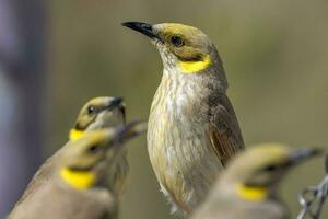 cinzento frontal honeyeater foto