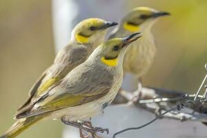 cinzento frontal honeyeater foto