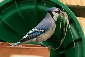 azul Jay dentro EUA foto