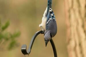 azul Jay dentro EUA foto