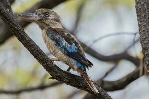 Oriental azul alado kookaburra foto