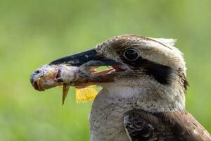 rindo kookaburra dentro Austrália foto