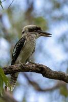 rindo kookaburra dentro Austrália foto