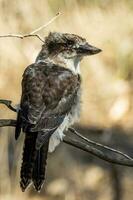 rindo kookaburra dentro Austrália foto