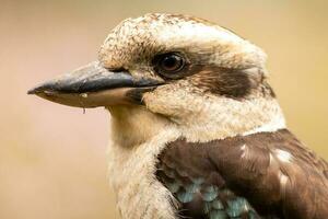 rindo kookaburra dentro Austrália foto