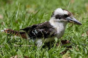 rindo kookaburra dentro Austrália foto