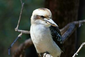 rindo kookaburra dentro Austrália foto