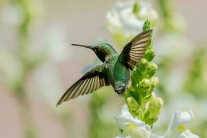 beija-flor-de-garganta-rubi foto