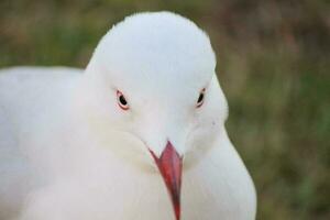 prata gaivota dentro Austrália foto