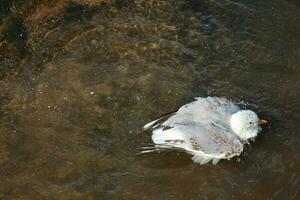 prata gaivota dentro Austrália foto