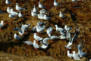 prata gaivota dentro Austrália foto