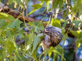 listrado honeyeater dentro Austrália foto