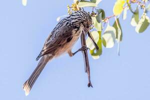 listrado honeyeater dentro Austrália foto