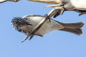 listrado honeyeater dentro Austrália foto