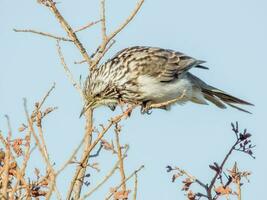 listrado honeyeater dentro Austrália foto