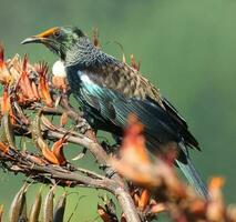 tui honeyeater dentro Novo zelândia foto