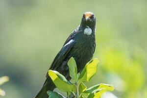 tui honeyeater dentro Novo zelândia foto