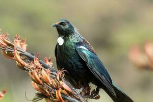 tui honeyeater dentro Novo zelândia foto