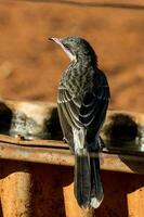 de bochechas espinhosas honeyeater dentro Austrália foto