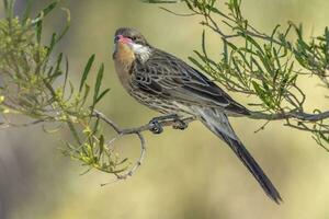 de bochechas espinhosas honeyeater dentro Austrália foto