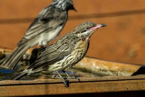 de bochechas espinhosas honeyeater dentro Austrália foto