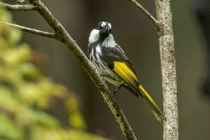 de bochechas brancas honeyeater dentro Austrália foto