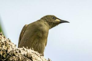 escancarado honeyeater dentro Austrália foto