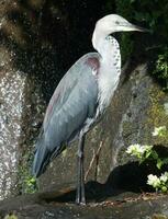 pescoço branco garça dentro Austrália foto