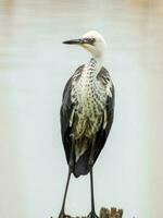 pescoço branco garça dentro Austrália foto